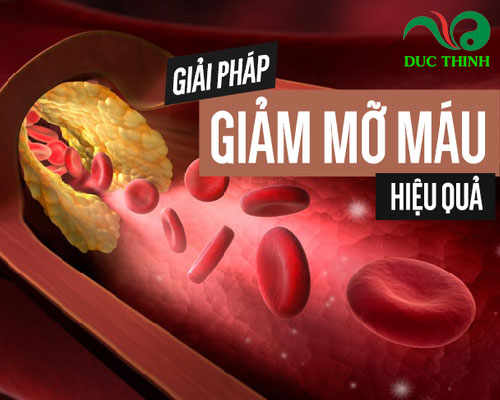Chè vằng giảm mỡ máu