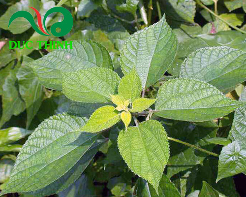 Hình ảnh cây gai