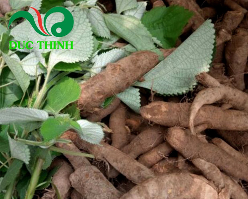 hình ảnh củ gai