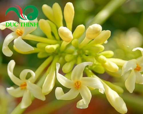 hình ảnh hoa đu đủ đực trong tự nhiên