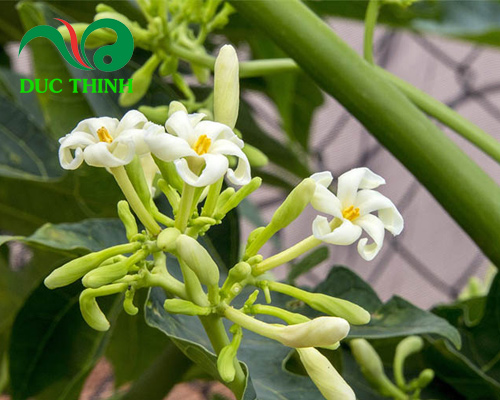 hình ảnh hoa đu đủ đực trong tự nhiên