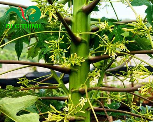 hình ảnh hoa đu đủ đực trong tự nhiên