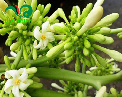 hình ảnh hoa đu đủ đực trong tự nhiên
