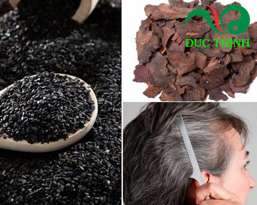 Các bài thuốc của hà thủ ô đỏ trị tóc bạc sớm