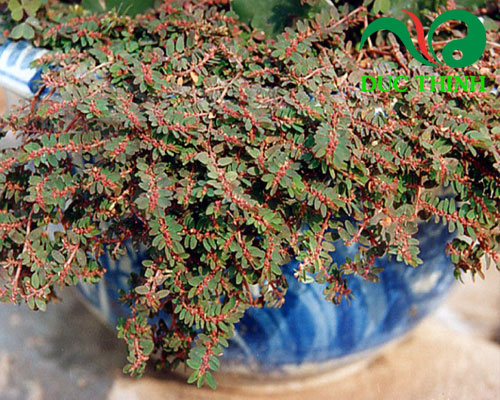 Cây cỏ sữa là gì?