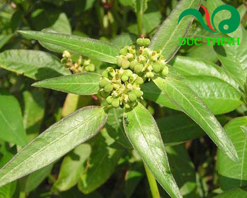 Cây cỏ sữa là gì?