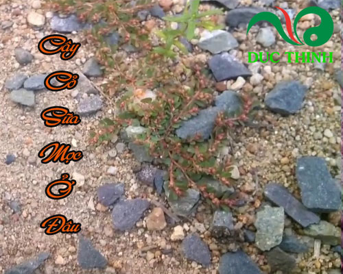 Cây cỏ sữa mọc ở đâu?