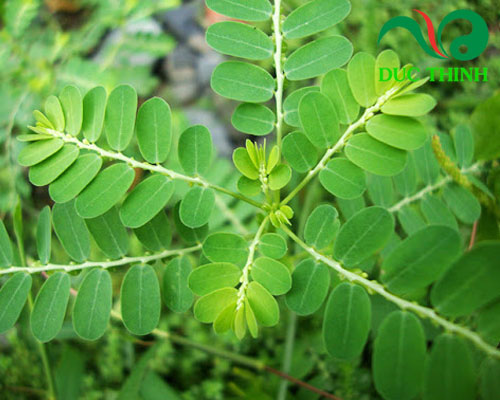 Công dụng của diệp hạ châu