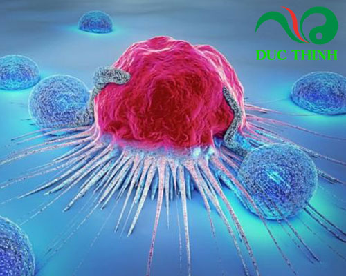 Diệp hạ châu có tác dụng gì?