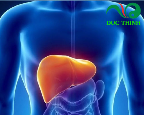 Diệp hạ châu có tác dụng gì?