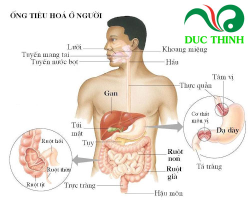 Diệp hạ châu có tác dụng gì?