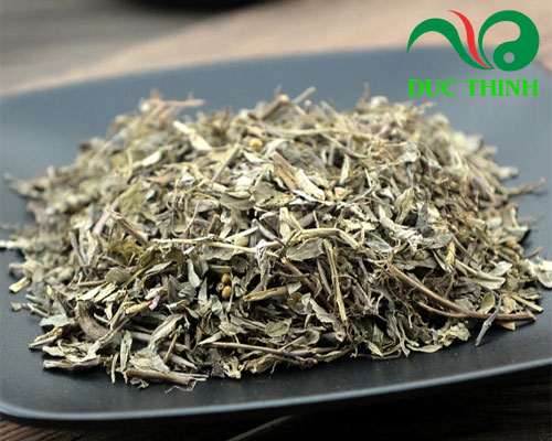 Diệp hạ châu giá bao nhiêu?