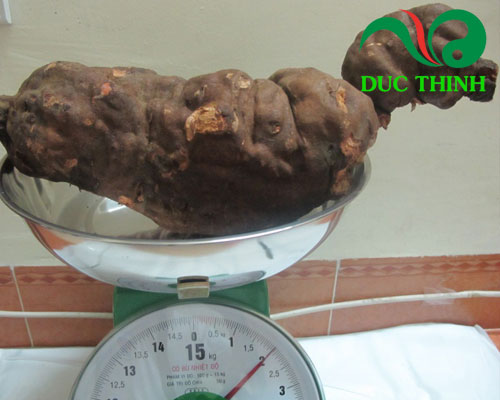 Hà thủ ô đỏ bao nhiêu tiền 1 kg