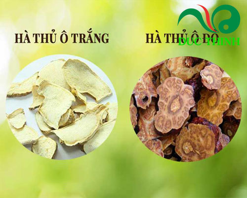 Hà thủ ô đỏ và trắng loại nào tốt hơn