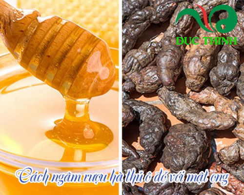 Hướng dẫn cách dùng hà thủ ô đỏ ngâm rượu đúng chuẩn nhất