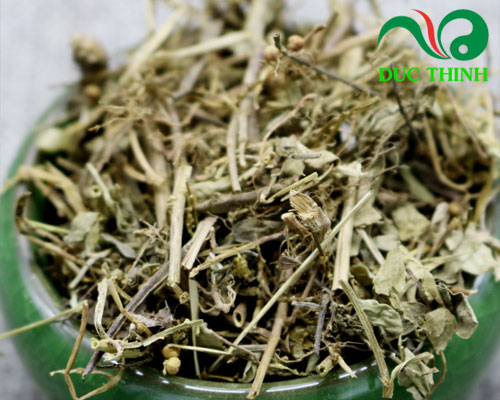 Mua Diệp hạ Châu ở đâu chất lượng?