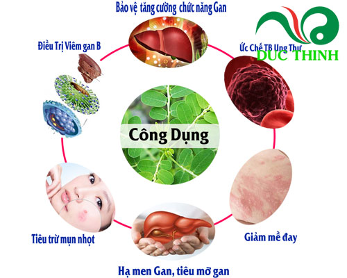 Tác dụng của diệp hạ châu