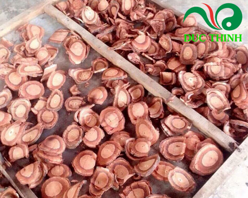 Cách dùng cây cỏ máu ngâm rượu