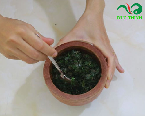 Cây mần ri chữa thoát vị đĩa đệm