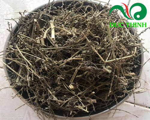 Cách dùng cây râu mèo trị sỏi thận