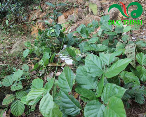 Cách nhận biết cây cỏ máu