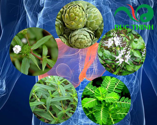 Cách sử dụng cây râu mèo