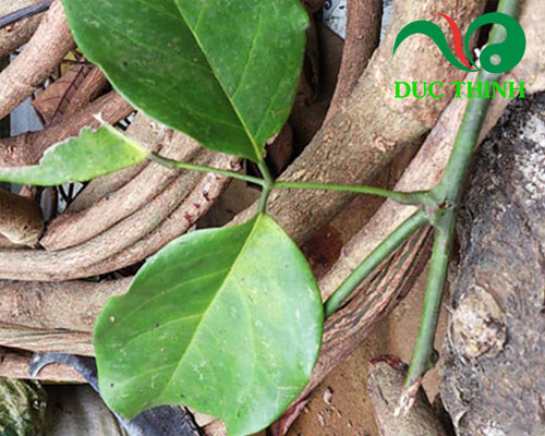 Cây huyết rồng là gì?