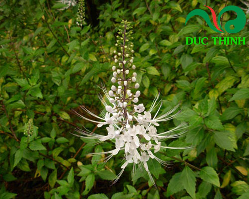 Cây râu mèo là gì?