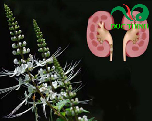 Cây râu mèo trị sỏi thận ra sao?