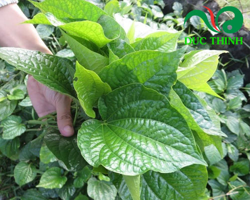 Cách dùng rễ và thân cây lá lốt chữa tiêu chảy