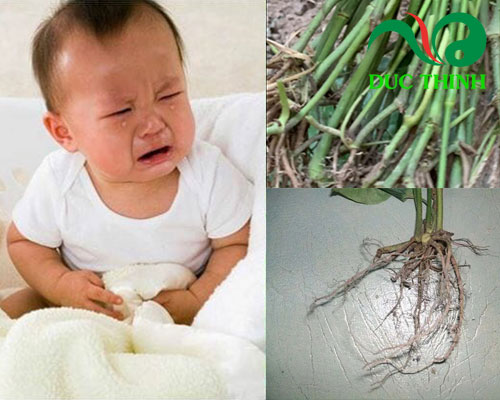 Công dụng của rễ và thân cây lá lốt chữa tiêu chảy