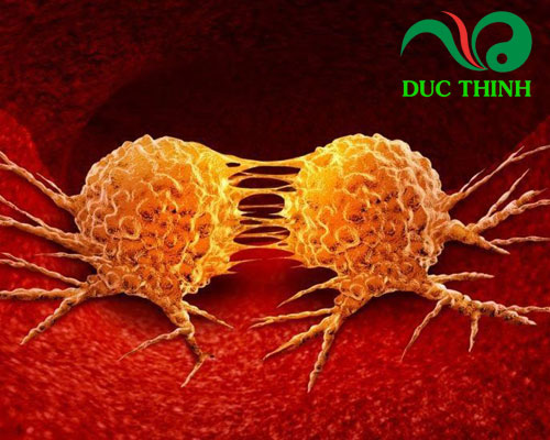 Công dụng của tam thất bắc