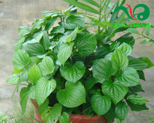 Đặc điểm của cây lá lốt