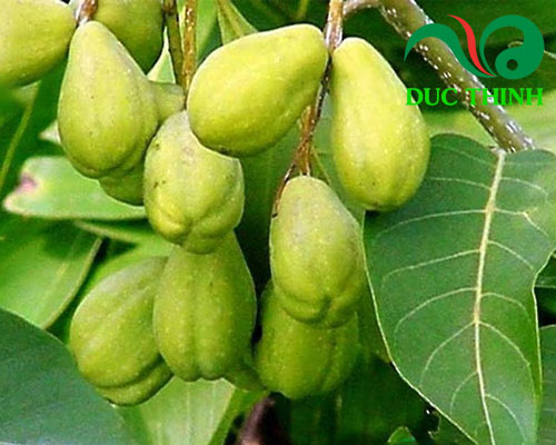 Đặc điểm của quả kha tử