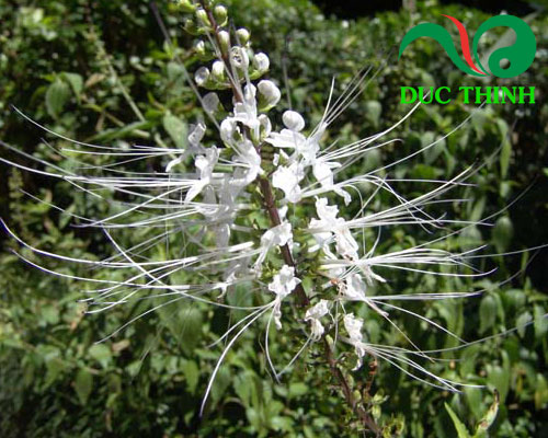 Giới thiệu về cây râu mèo