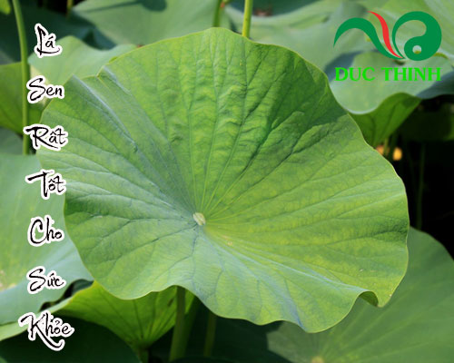 Lá sen có tốt không?
