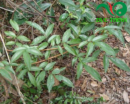 Nhận biết cây cỏ máu để tránh mua nhầm