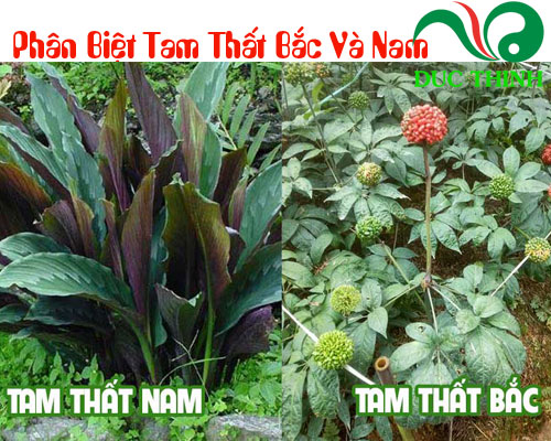 Phân biệt tam thất bắc với tam thất nam