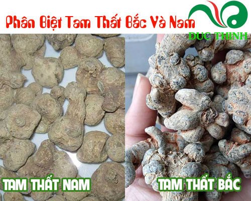 Phân biệt tam thất bắc với tam thất nam