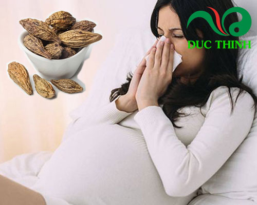 Quả kha tử có tác dụng gì?