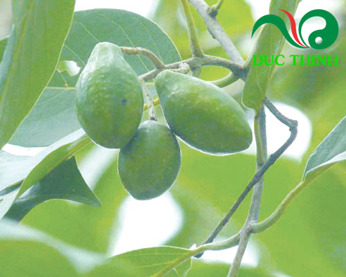 Quả kha tử là gì?