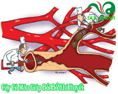 Tác dụng cây cỏ máu