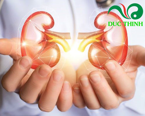 Tác dụng của cây râu mèo