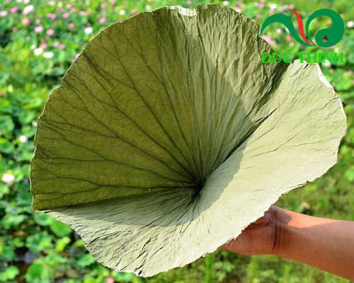 Tác dụng của lá sen khô chữa mất ngủ