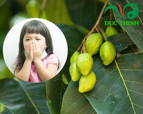 Tác dụng của quả kha tử