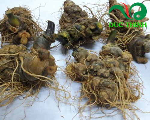 Tam thất bắc là gì?