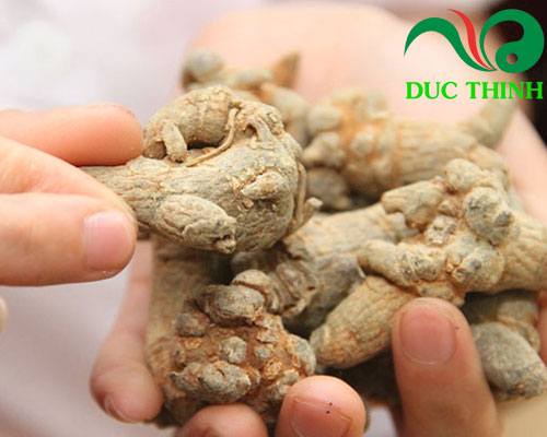 Tam thất bắc ngâm mật ong