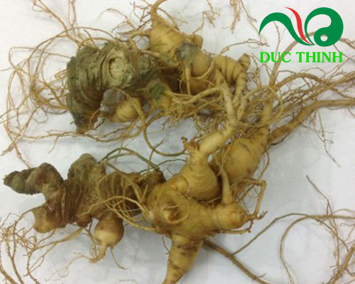 Thế nào là tam thất bắc chất lượng?