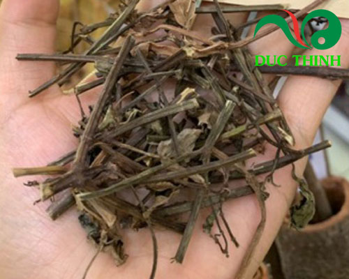 Thu hái và chế biến râu mèo làm thuốc