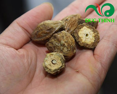 Vì sao nhiều người tìm quả kha tử mua ở đâu?